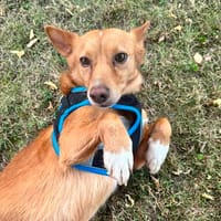 Charmeur JOEY 💙 sucht sein Für-immer-Zuhause, Hund zur Adoption