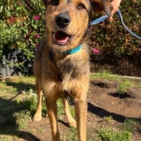 Traumhund Kiko, Hund zur Adoption