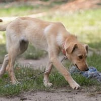 Aktive Familie für Bolle gesucht, Hund zur Adoption