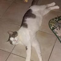 Odin m~2J such liebevolles zuhause, Kater zur Adoption