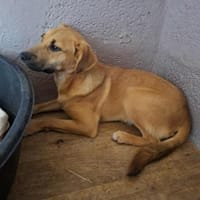 Theo - er muss in Ruhe ankommen, Hund zur Adoption