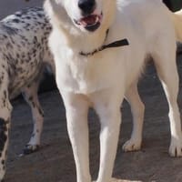 Leo - einfach ein toller Hund, Hund zur Adoption