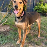 Hübscher Jacko, Hund zur Adoption