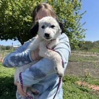 Süße Gisa, Hündin zur Adoption