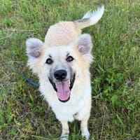 Junghündin Betty sucht ihr Glück, Hündin zur Adoption