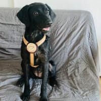Zuhause gesucht für Kanya, Hündin zur Adoption