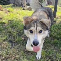 Flauschiger, blinder Rico, Hund zur Adoption