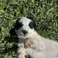 Süßer Guido, Hund zur Adoption