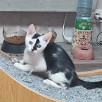 NOUMEA, chat à adopter