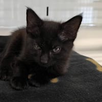 Prune, chatte à adopter