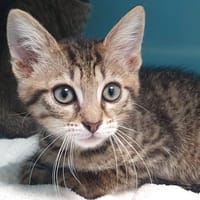 ZELDA CHA, chatte à adopter