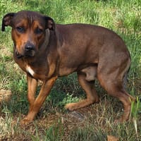 King, chien à adopter