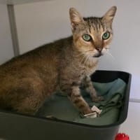 Mounette, chatte à adopter
