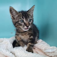 RUTHERFORD CHA, chat à adopter