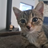 Censy, chatte à adopter