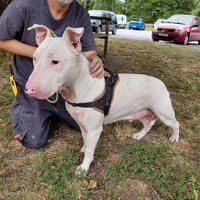 APACHE, chien à adopter