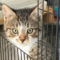 CASSIOPE CHA, chatte à adopter