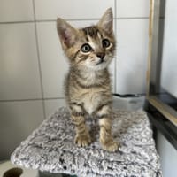 SACHA, chat à adopter