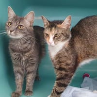 ZIRKA CHA, chatte à adopter