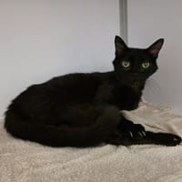 Lilou, chatte à adopter