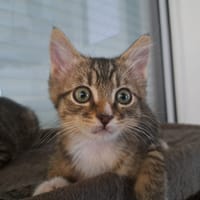 Djemba, chat à adopter