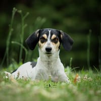 Mayo, chienne à adopter