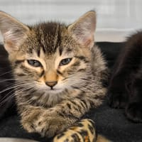 Bella réservée, chatte à adopter