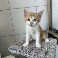 MIA, chatte à adopter