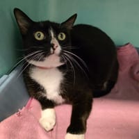 Poupouche, chatte à adopter