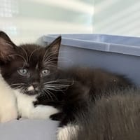 PANDA, chat à adopter