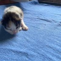 CALICE, chatte à adopter