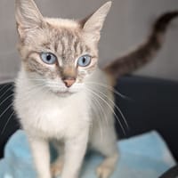 Pastel, chatte à adopter