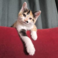 COUNTRY, chat à adopter