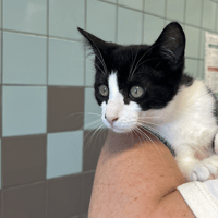 VIBE, chat à adopter