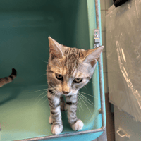 TRIX, chatte à adopter