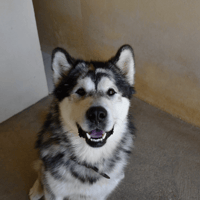 Kyko boy, chien à adopter