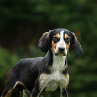 Oreo, chien à adopter