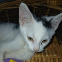 Bao, chat à adopter