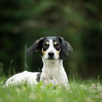 Ketchup, chien à adopter