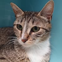 KATNISS CHA, chatte à adopter