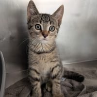 Sépia, chat à adopter