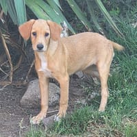 Penny, chienne à adopter