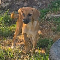 Pinky, chienne à adopter