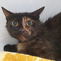 ORANGINA CHA, chatte à adopter