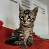 LUCIFER, chat à adopter