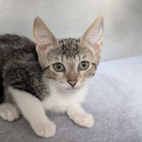 Noisette, chatte à adopter