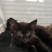 Sophie, chatte à adopter