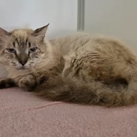 Many, chat à adopter