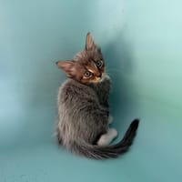 YOUP, chat à adopter