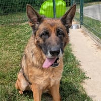 ADELE, chienne à adopter